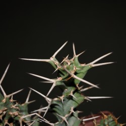 Эуфорбия тортирама Euphorbia tortirama