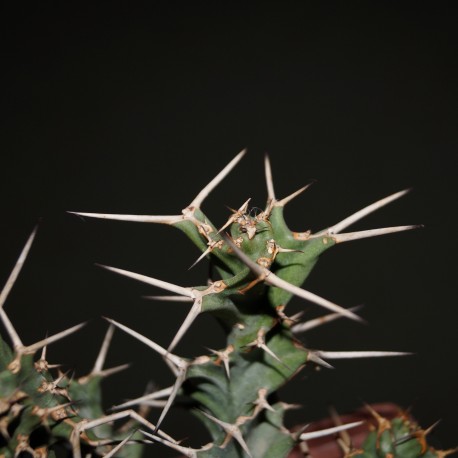 Euphorbia tortirama