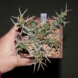 Euphorbia tortirama