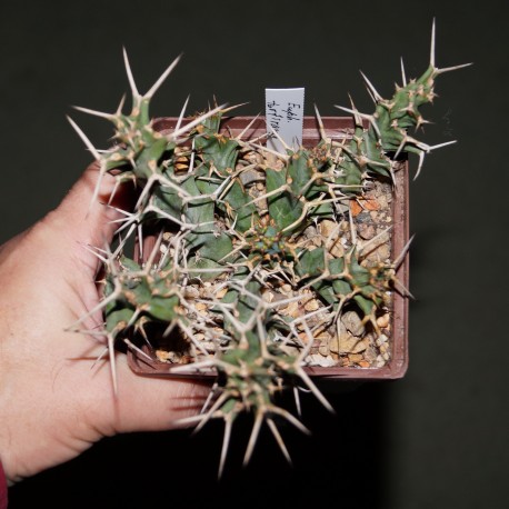 Euphorbia tortirama