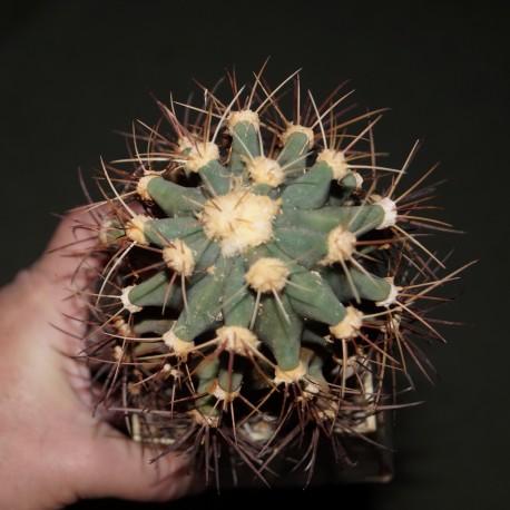 Ferocactus sp, 30 лет