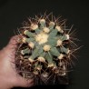 Ferocactus sp, 30 лет