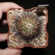 Gymnocactus viereckii (Turbinicarpus viereckii)