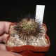 Gymnocactus viereckii (Turbinicarpus viereckii)