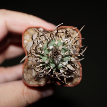Turbinicarpus schmiedickeanus