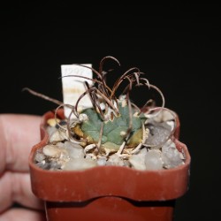 Turbinicarpus schwarzii