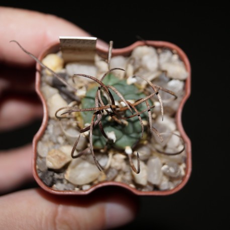 Turbinicarpus schwarzii