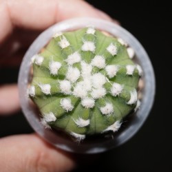 Echinopsis subdenudata Fuzzy Navel