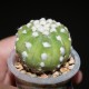 Echinopsis subdenudata Fuzzy Navel