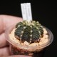 Gymnocalycium friedrichii angustostriatum
