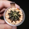 Gymnocalycium friedrichii angustostriatum