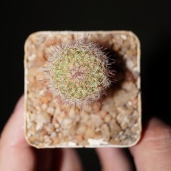 Escobaria variicolor