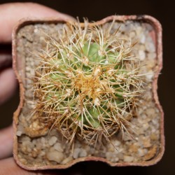 Melocactus dawsonii