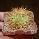 Melocactus dawsonii
