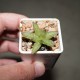 Haworthia reticulata