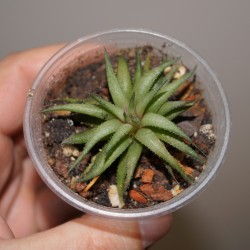 Haworthia angustifolia v liliputana