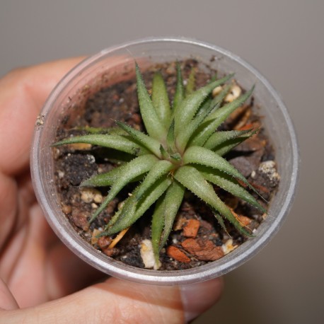 Haworthia angustifolia v liliputana