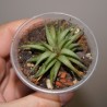 Haworthia angustifolia liliputana
