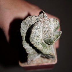 Astrophytum myriostigma SPIRALIS