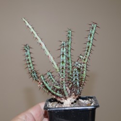 Euphorbia aeruginosa