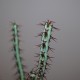 Euphorbia aeruginosa