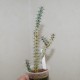 Euphorbia schinzii