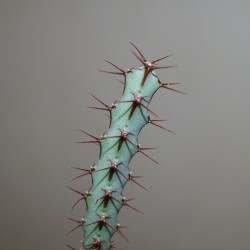 Euphorbia schinzii