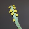 Euphorbia debilispina - черенок