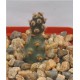 Tephrocactus molinensis