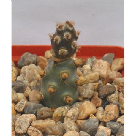 Tephrocactus molinensis
