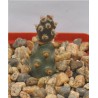 Tephrocactus molinensis - черенок