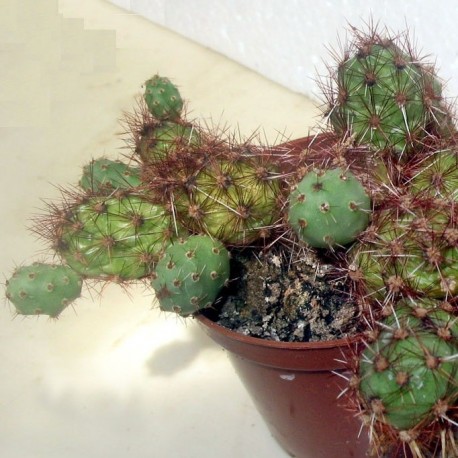 Tephrocactus ovatus