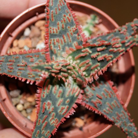 Aloe сортовое Mars