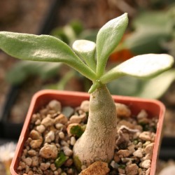 Tylecodon bruynsii