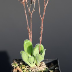 Tylecodon ellaphieae