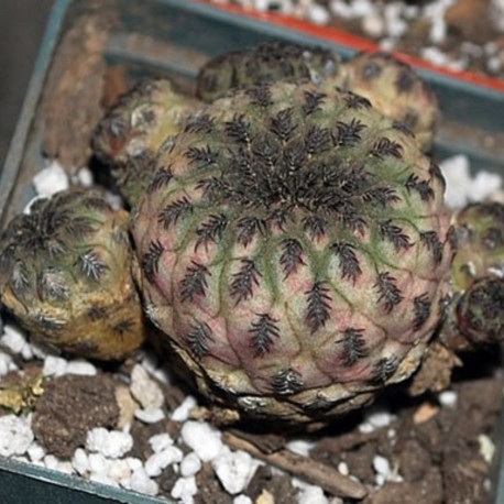 Sulcorebutia rauschii