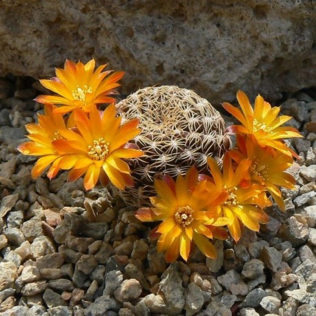 Sulcorebutia breviflora small
