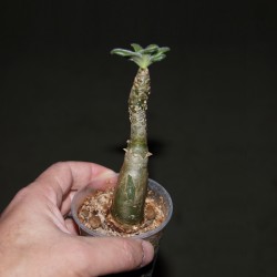 Tylecodon paniculatus