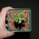 Tylecodon paniculatus - природник