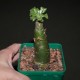 Tylecodon paniculatus - природник