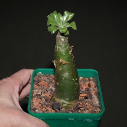 Tylecodon paniculatus - природник