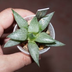 Haworthia comptoniana Blue Haze