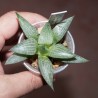 Haworthia comptoniana Blue Haze - детка