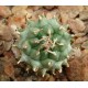 Turbinicarpus panarottoi