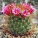 Mammillaria rekoi subs. aureispina