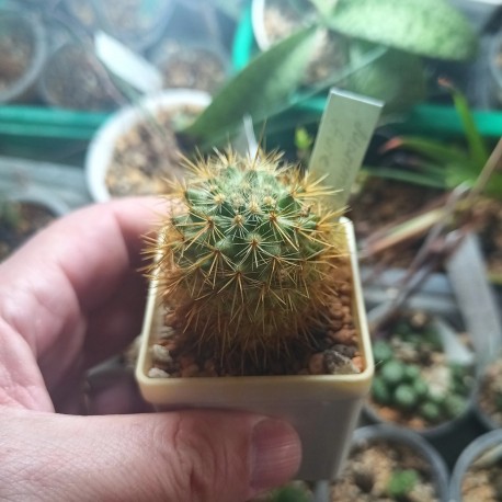 Mammillaria rekoi subs. aureispina