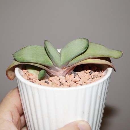 Gasteria armstrongii Ginsha Kodakara