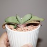 Gasteria armstrongii Ginsha Kodakara - детка
