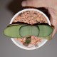 Gasteria armstrongii Ginsha Kodakara