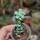 Sedum treleasei